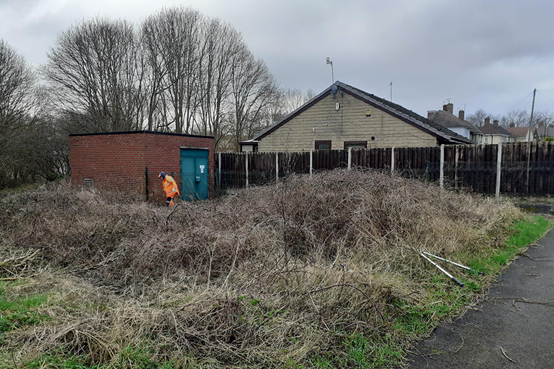 Overgrown land in front of a building