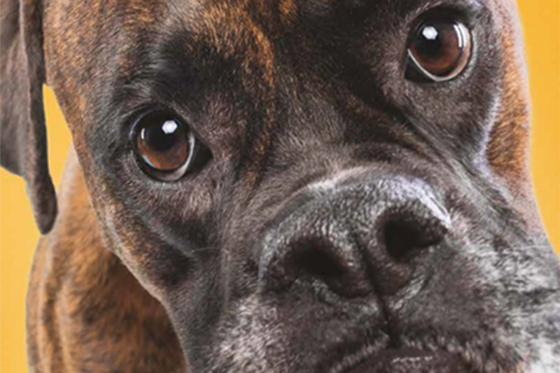A dog's face close up