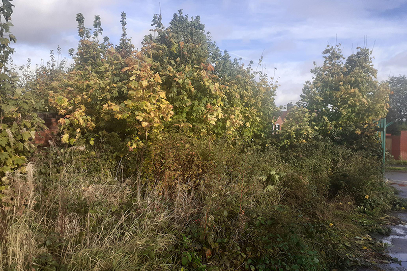 An overgrown and untidy garden