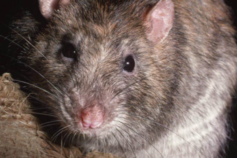Close up of a rat